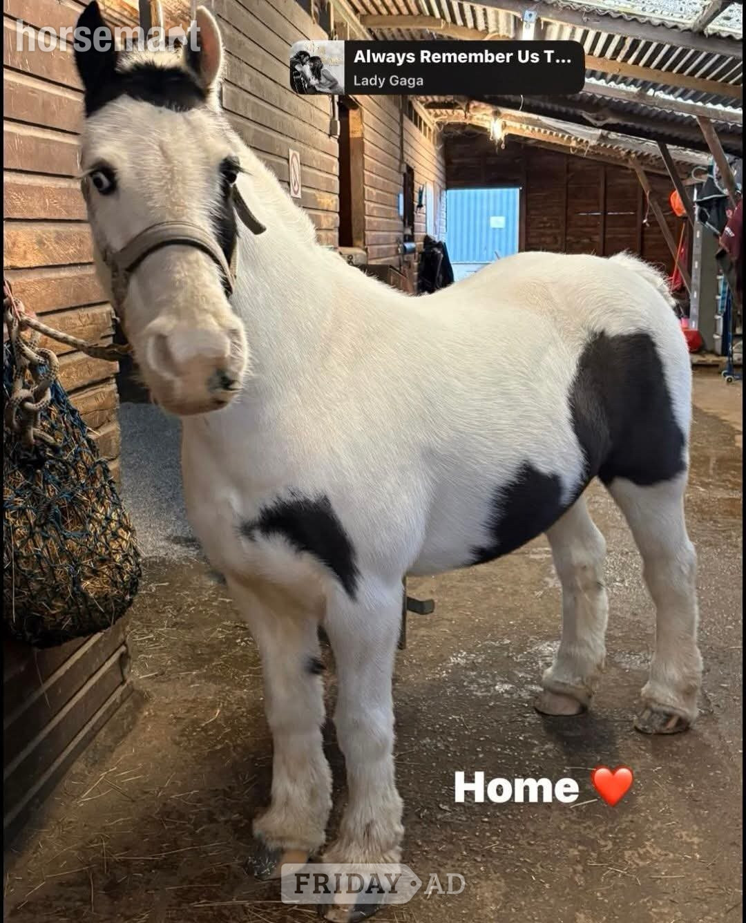 Lovely 12.3 cob for full loan in Southampton