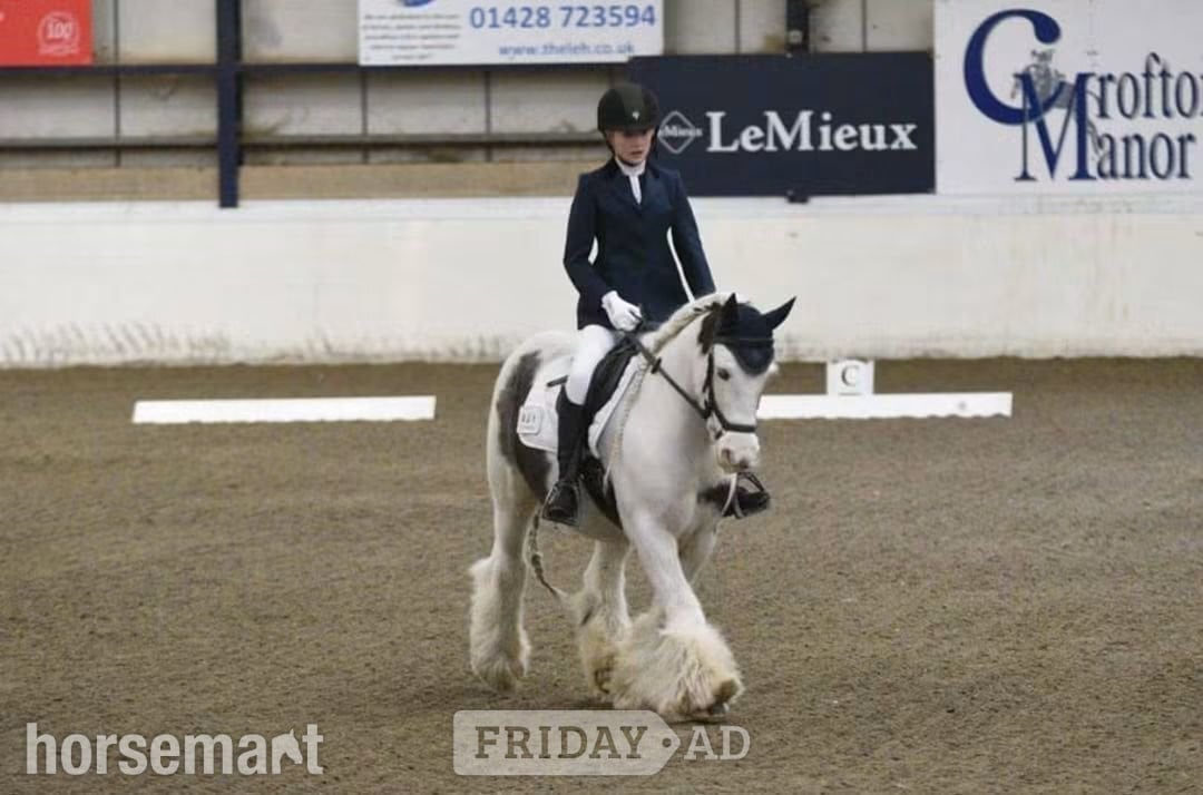 Lovely 12.3 cob fpr full loan for view to buy - Horses in Southampton