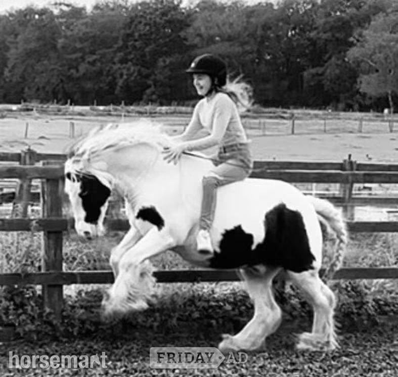 Lovely 12.3 cob fpr full loan for view to buy - Horses