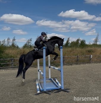 "Victor " Black Gelding All Rounder