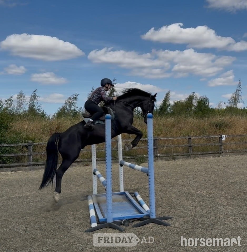 "Victor " Black Gelding All Rounder in Newmarket