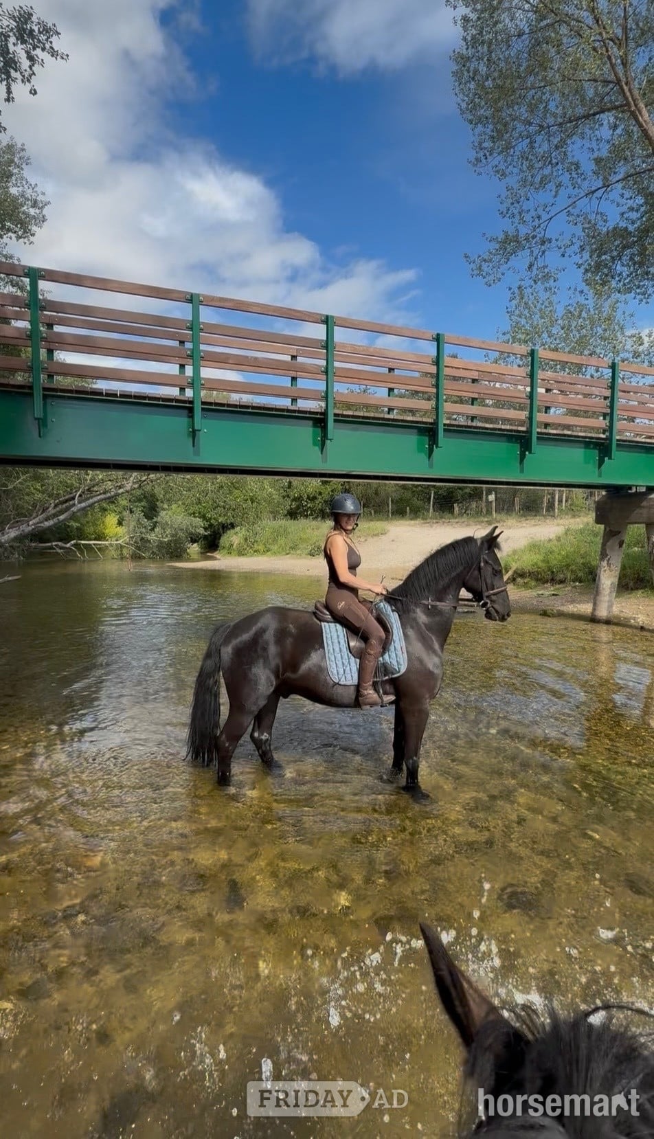 "Victor " Black Gelding All Rounder