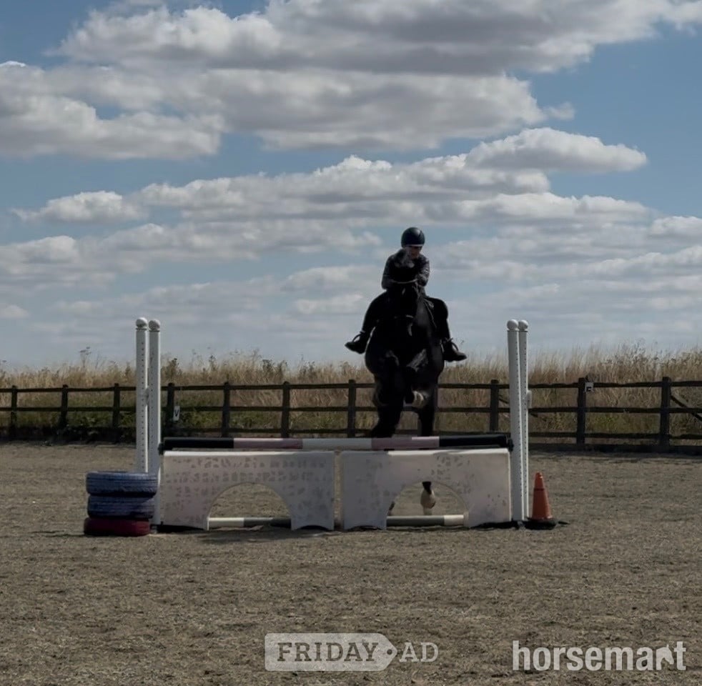 Newmarket "Victor " Black Gelding All Rounder