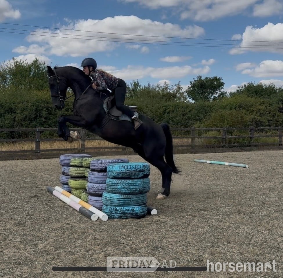 "Victor " Black Gelding All Rounder - Horses in Newmarket