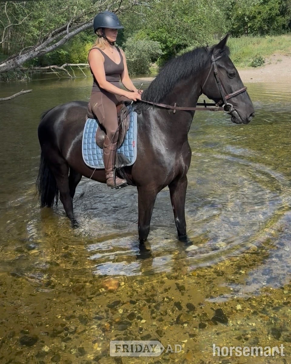 "Victor " Black Gelding All Rounder - Horses