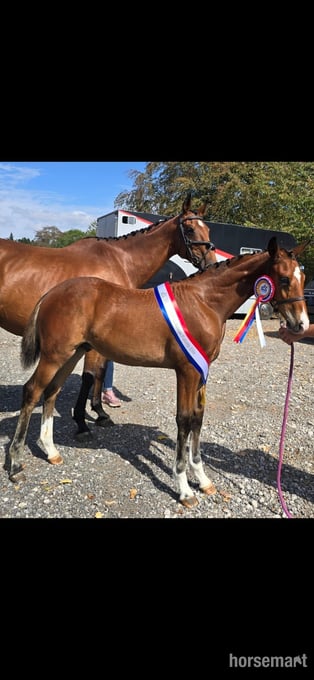 "Axton Arcturus KB aka Bear" Bay Colt Youngstock / Foal