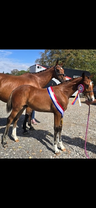 "Axton Arcturus KB aka Bear" Bay Colt Youngstock / Foal