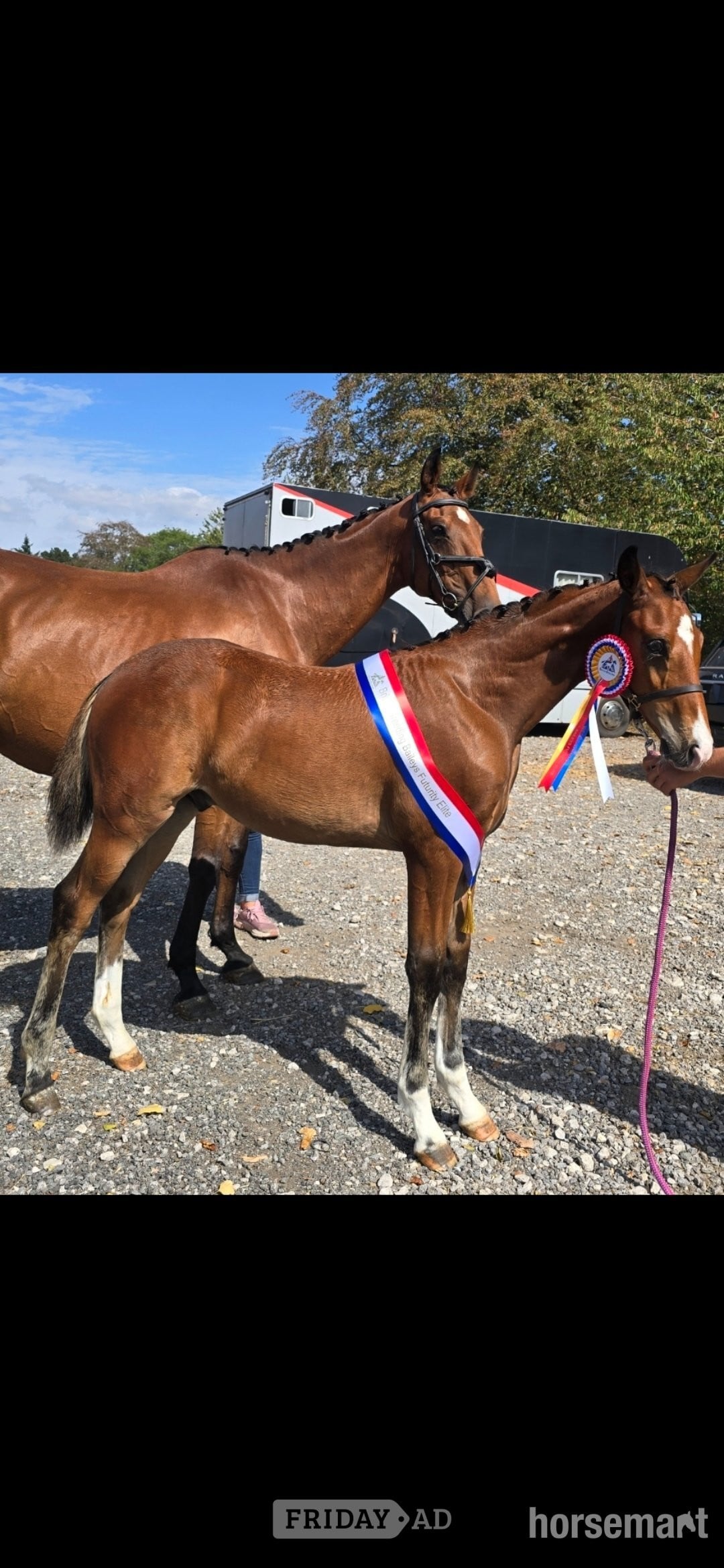 "Axton Arcturus KB aka Bear" Bay Colt Youngstock / Foal in Holywell