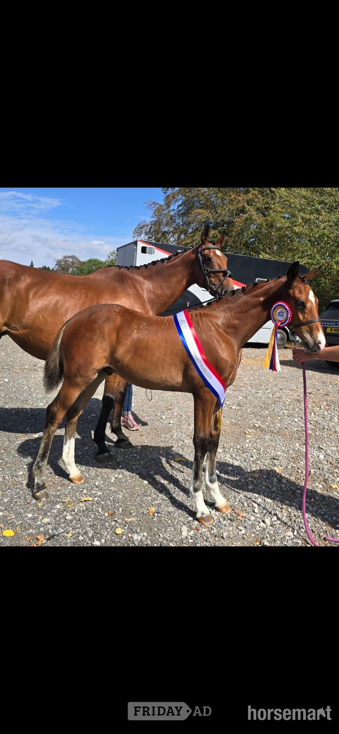 "Axton Arcturus KB aka Bear" Bay Colt Youngstock / Foal