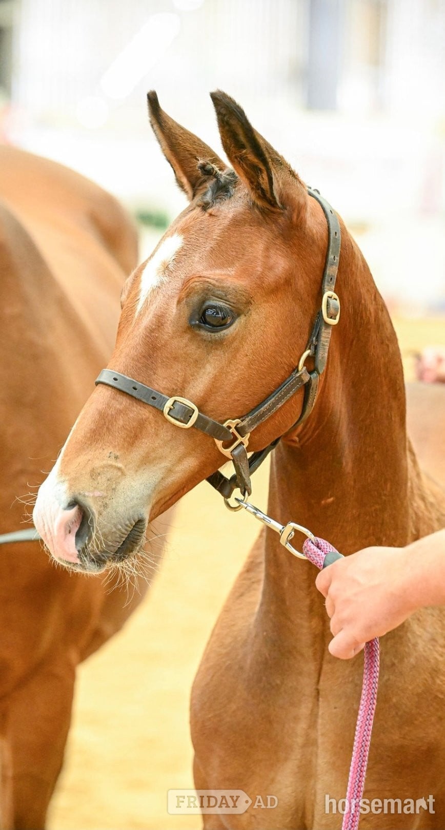 Holywell "Axton Arcturus KB aka Bear" Bay Colt Youngstock / Foal
