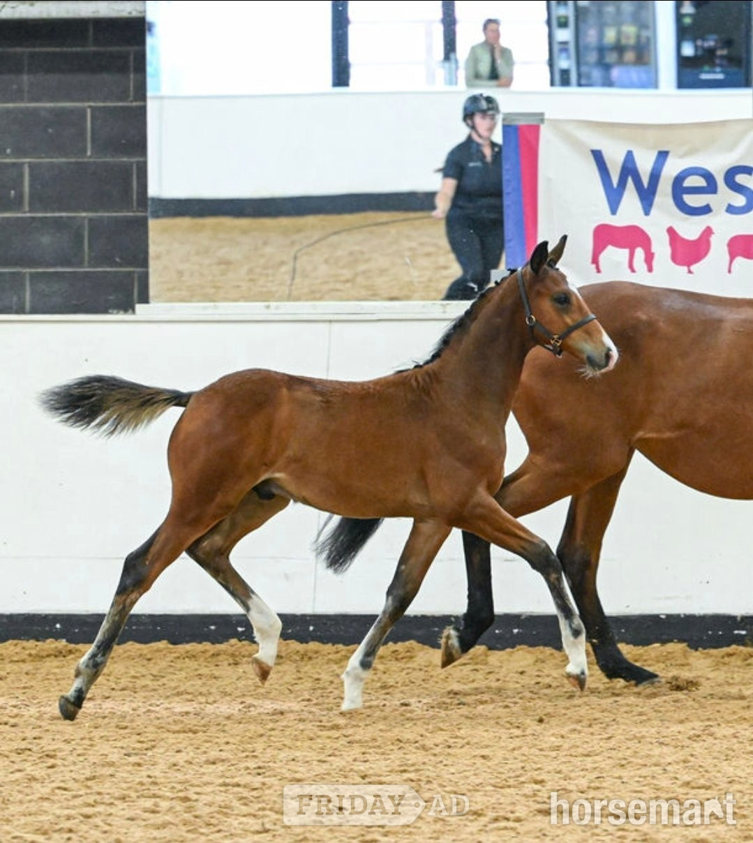 "Axton Arcturus KB aka Bear" Bay Colt Youngstock / Foal - Horses in Holywell