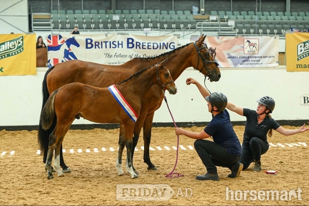 "Axton Arcturus KB aka Bear" Bay Colt Youngstock / Foal - Horses