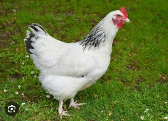 Light Sussex - Point of Lay Hens