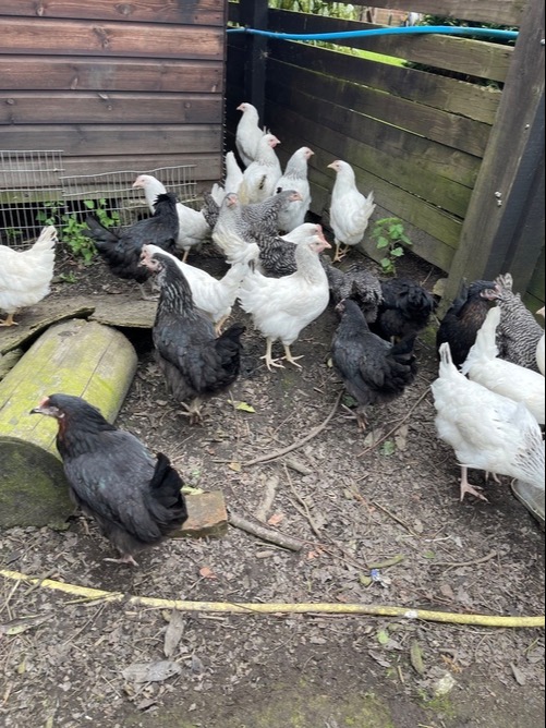 Pilling Light Sussex - Point of Lay Hens