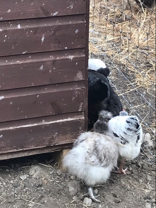 Light Sussex - Point of Lay Hens - Poultry in Pilling
