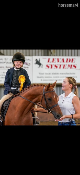 "Spirit " Chestnut Mare All Rounder