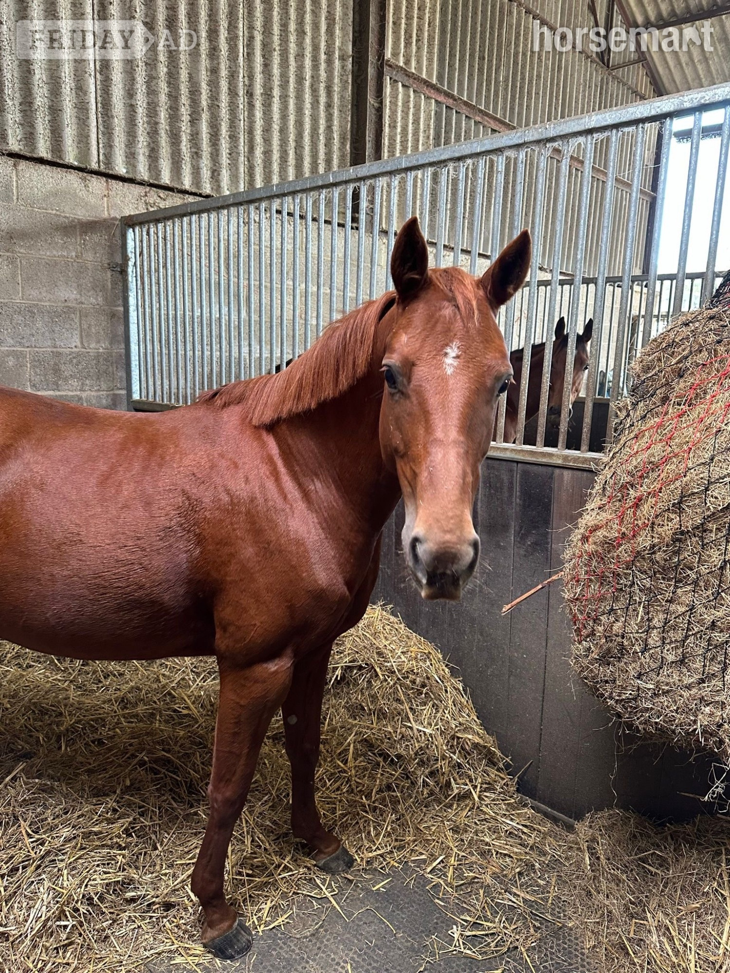 Aberdeen "Spirit " Chestnut Mare All Rounder