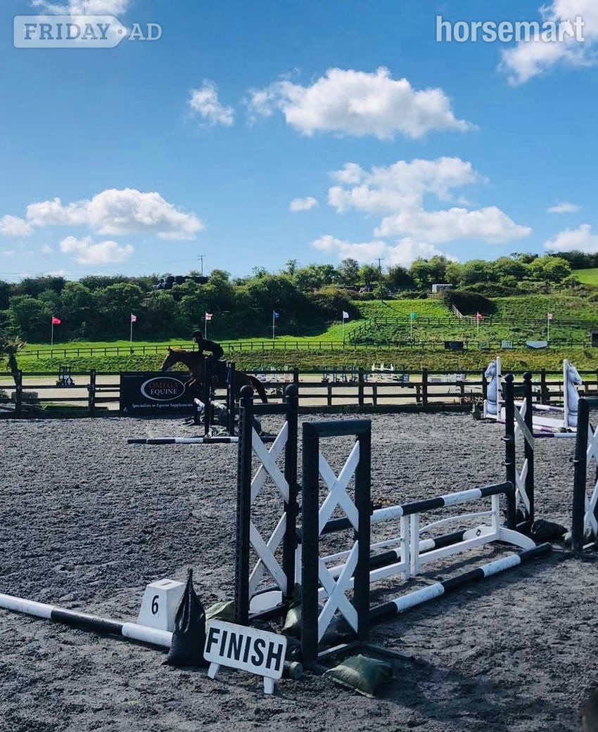 "Spirit " Chestnut Mare All Rounder - Horses