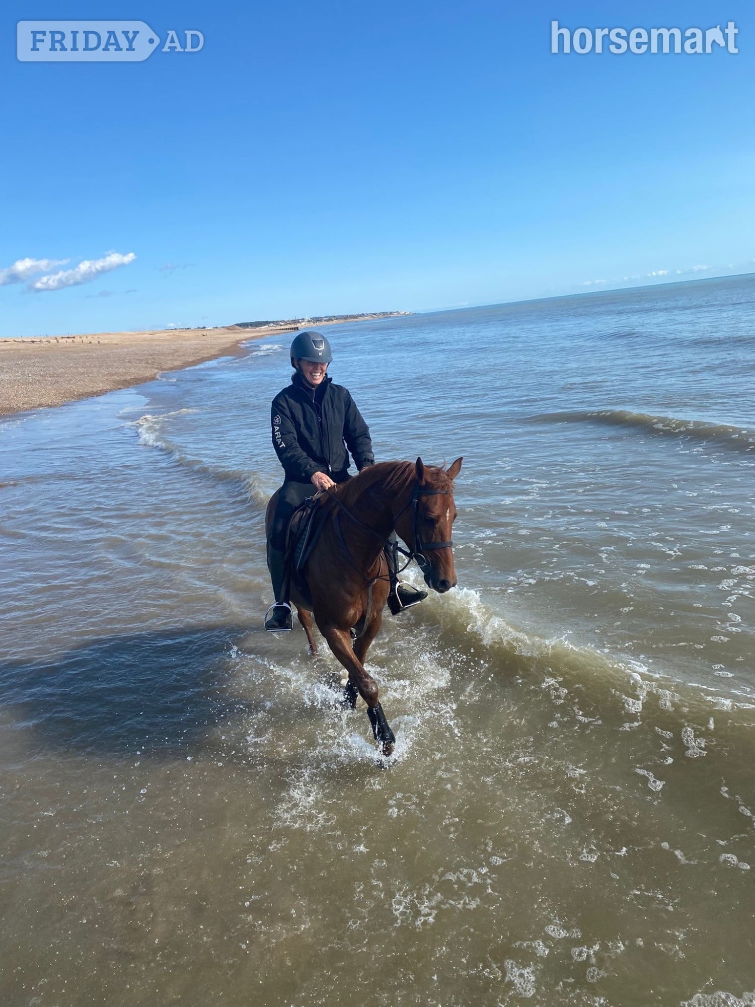 "Spirit " Chestnut Mare All Rounder