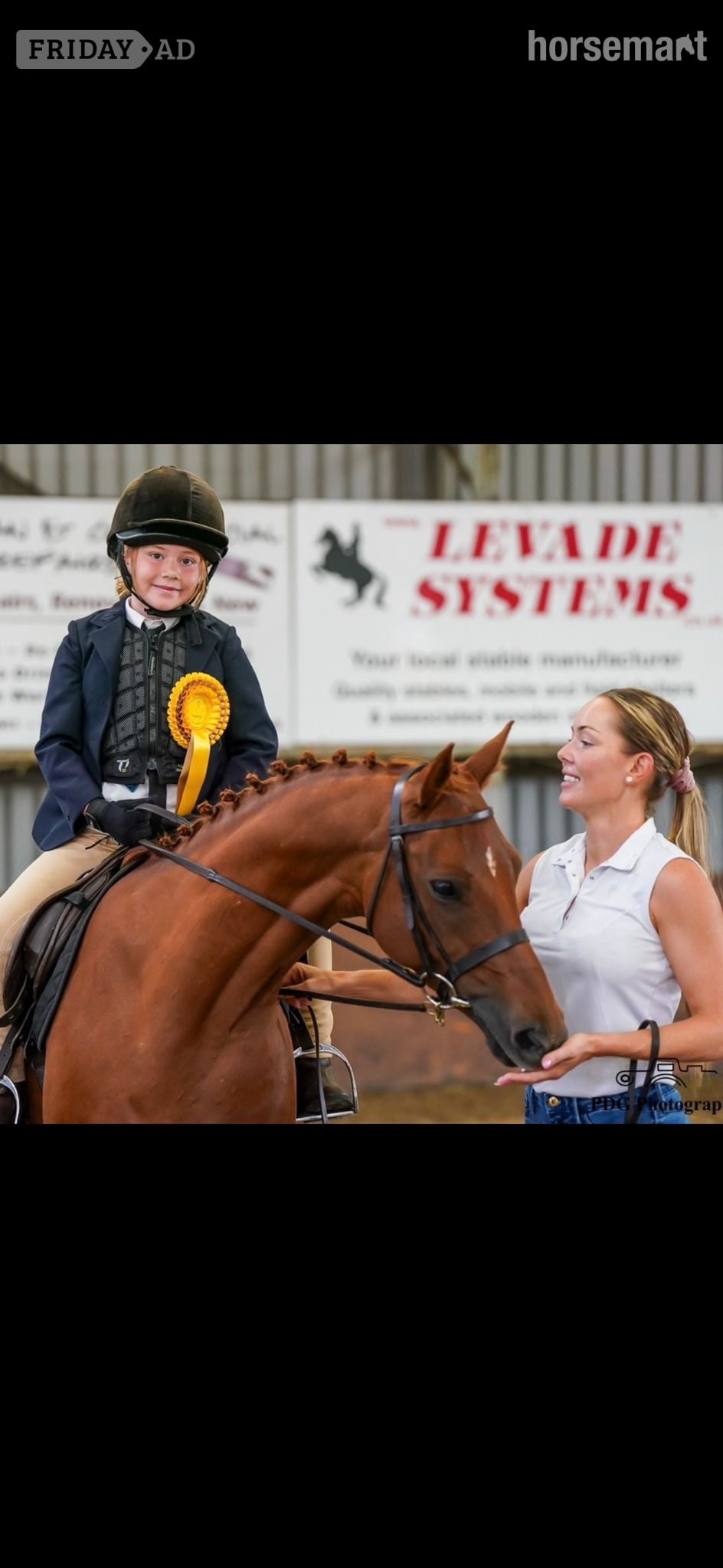 "Spirit " Chestnut Mare All Rounder in Aberdeen