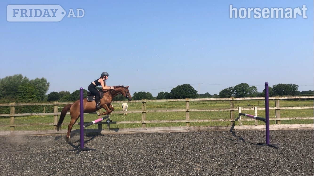 "Spirit " Chestnut Mare All Rounder - Horses in Aberdeen