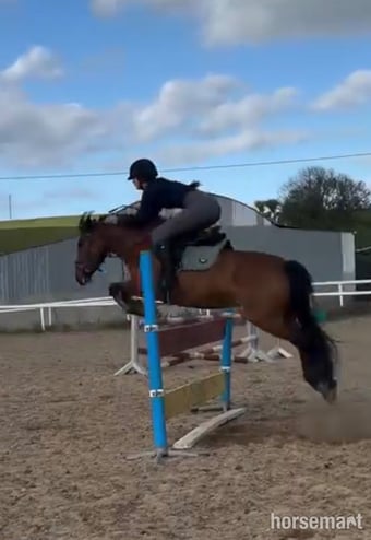 "Millie" Bay Mare Pony Club Pony