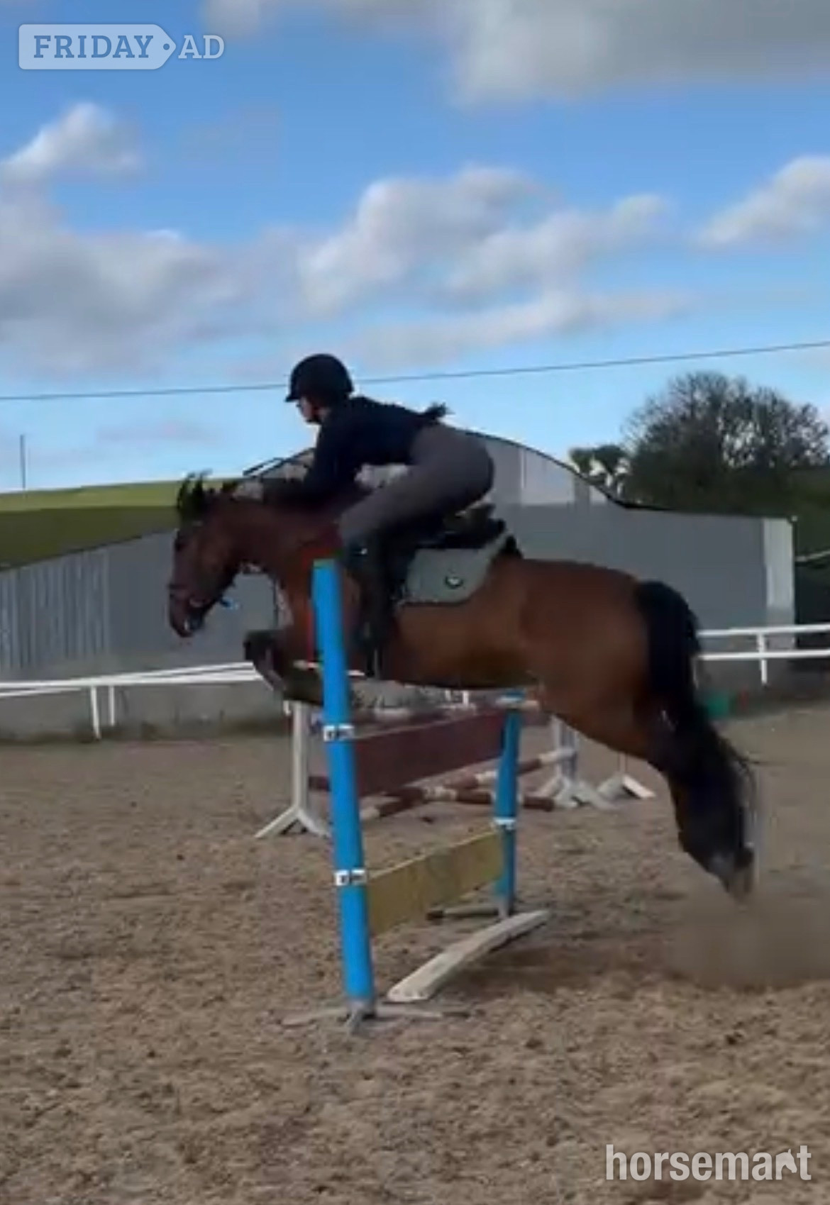 "Millie" Bay Mare Pony Club Pony in Dunderrow