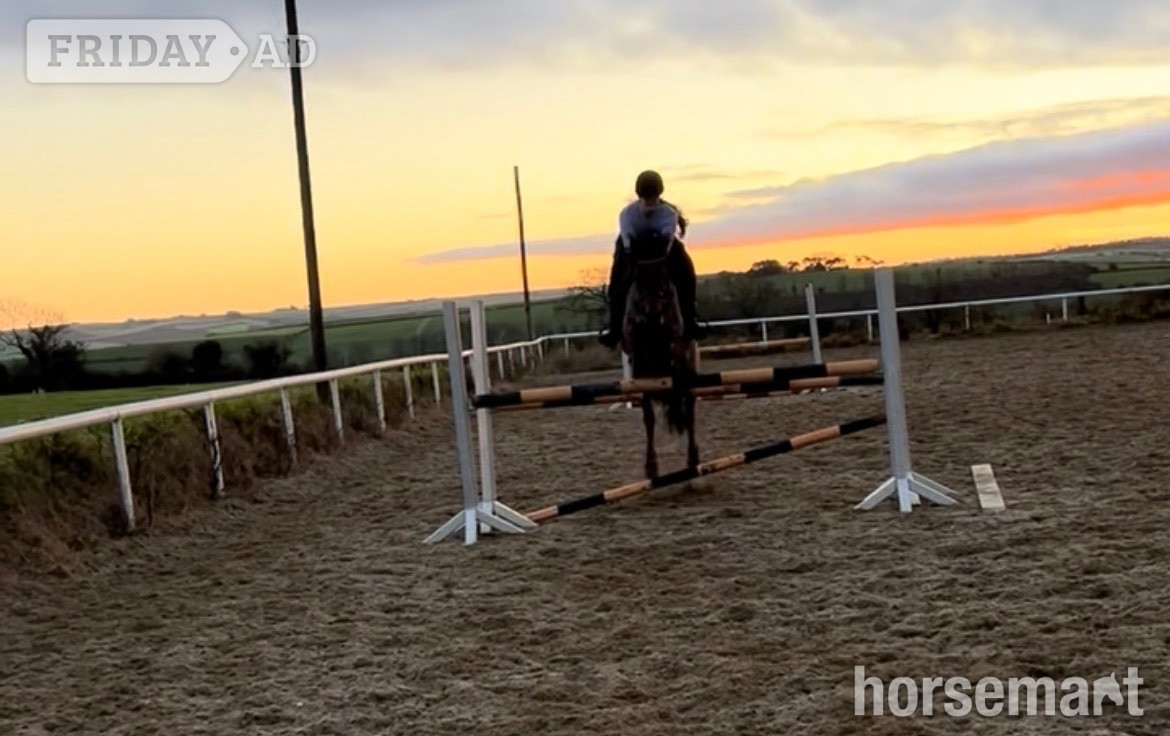 "Millie" Bay Mare Pony Club Pony