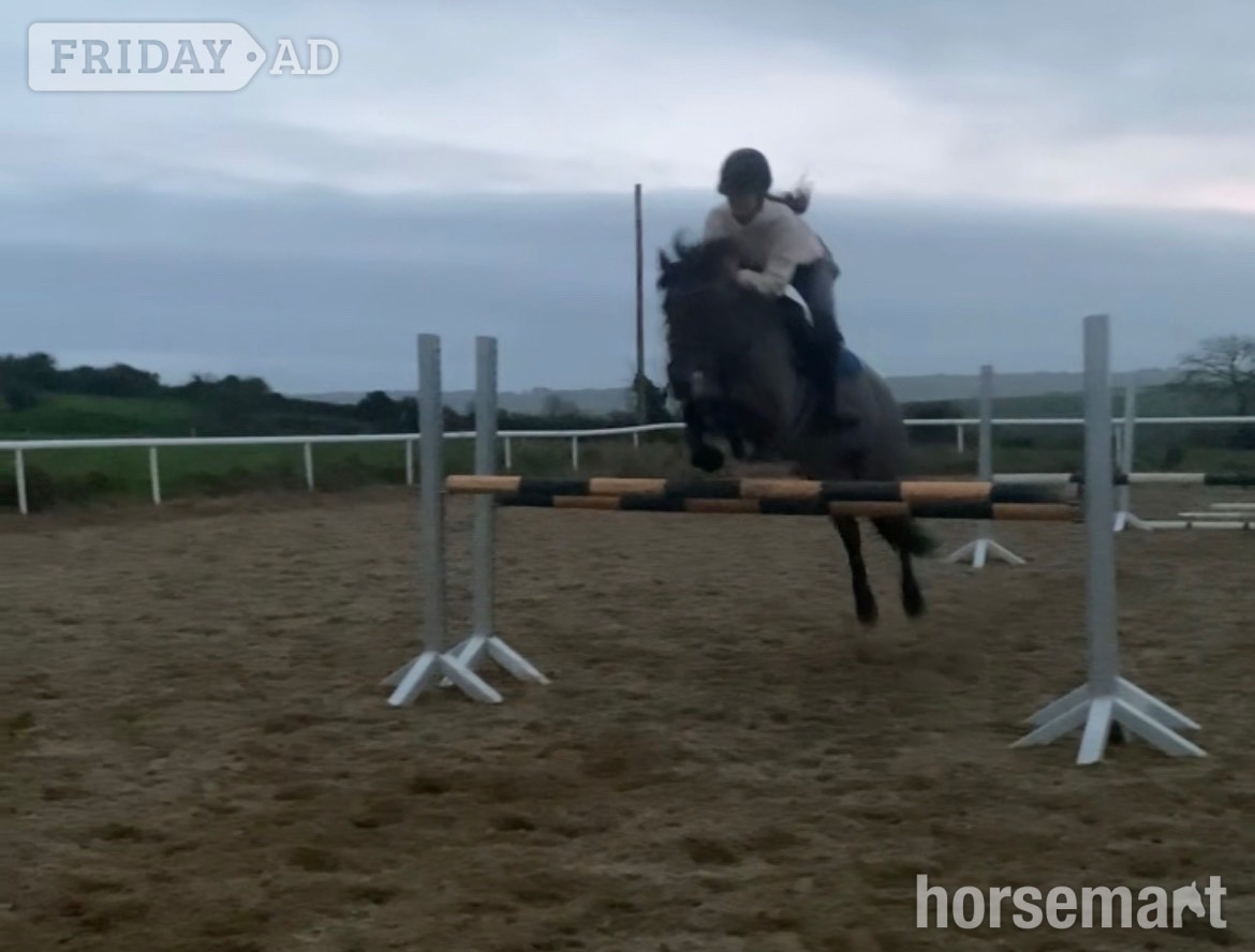 Dunderrow "Millie" Bay Mare Pony Club Pony