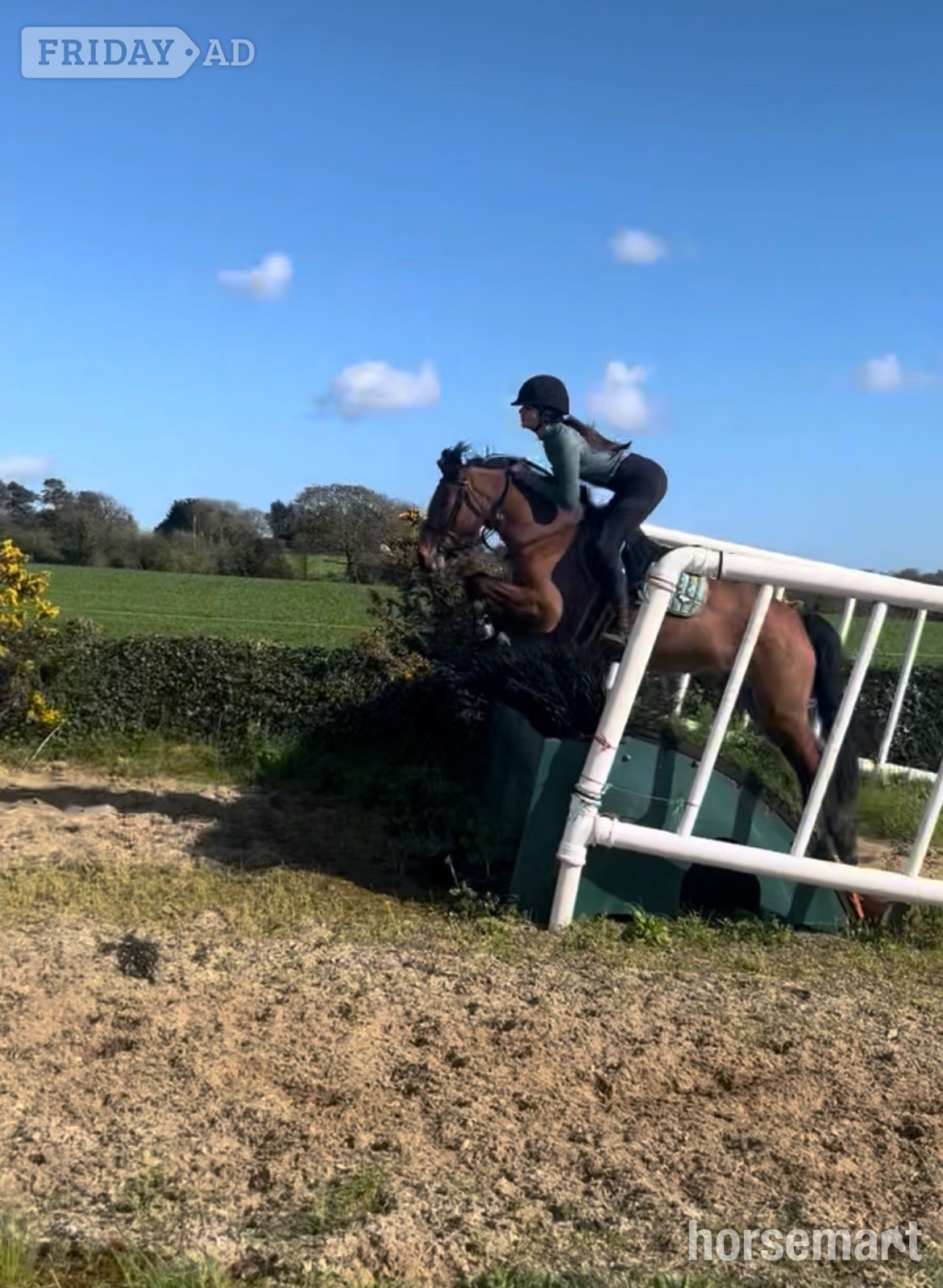 "Millie" Bay Mare Pony Club Pony - Horses in Dunderrow