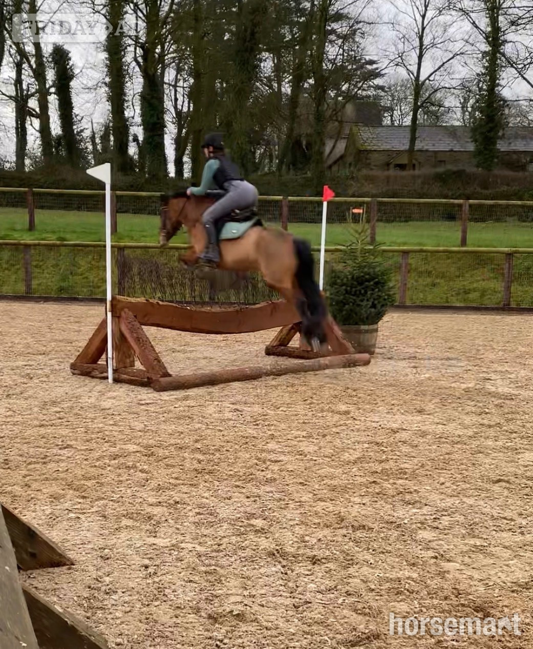 "Millie" Bay Mare Pony Club Pony - Horses