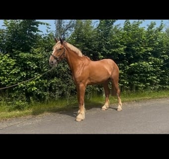 "Barney McGuire " Red Dun Gelding Cob/Heavy Horse