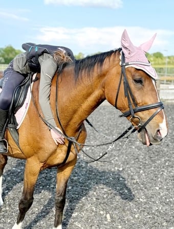 "Sully" Bay Gelding All Rounder