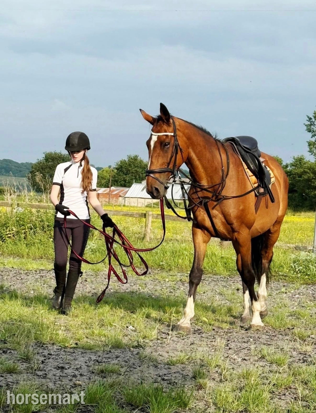 "Sully" Bay Gelding All Rounder