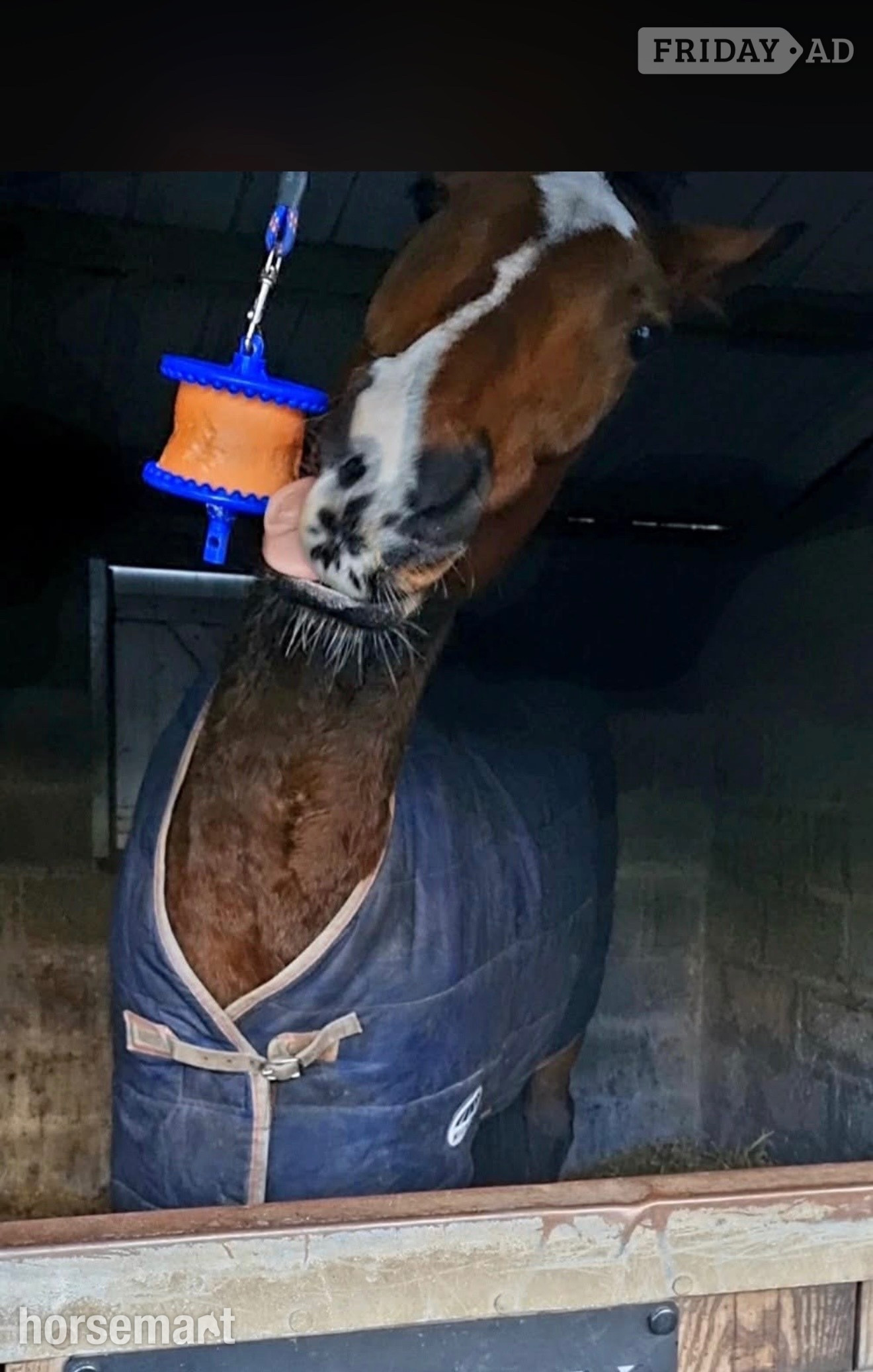 Wootton Bassett "Sully" Bay Gelding All Rounder