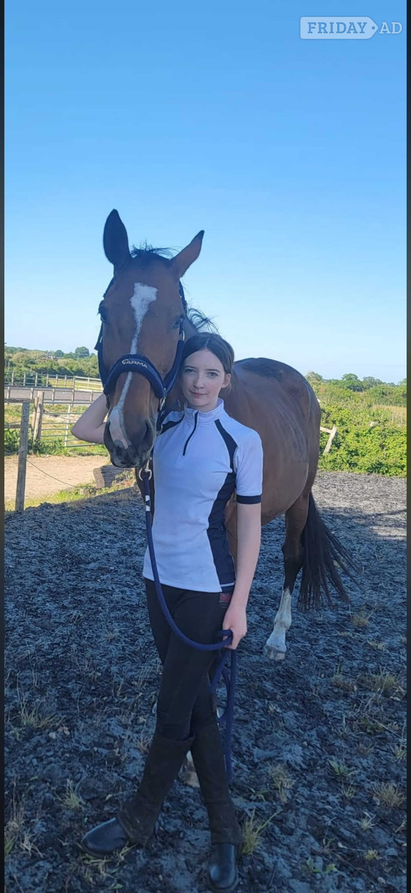 "Sully" Bay Gelding All Rounder - Horses in Wootton Bassett