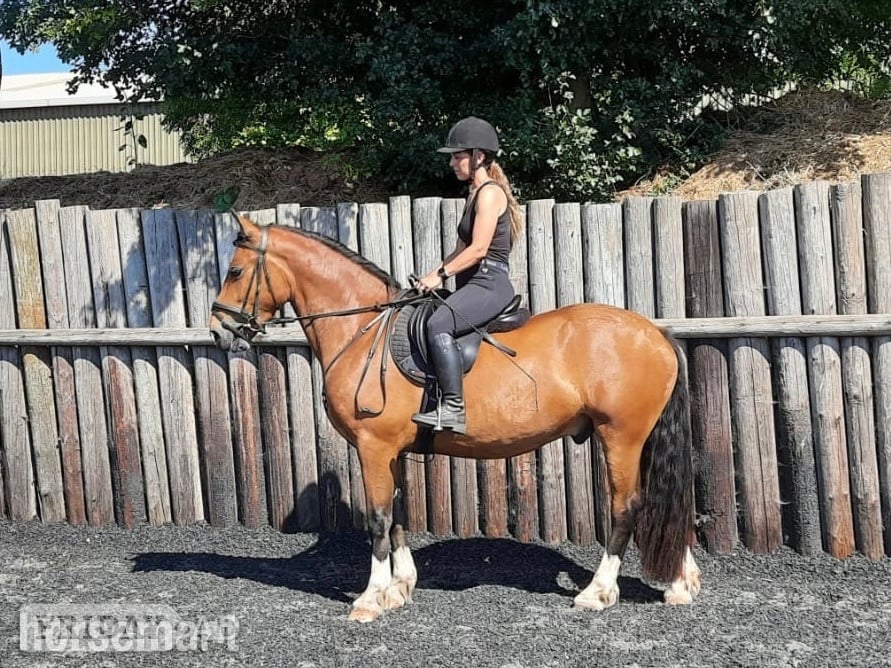 "Marty" Bay Gelding All Rounder