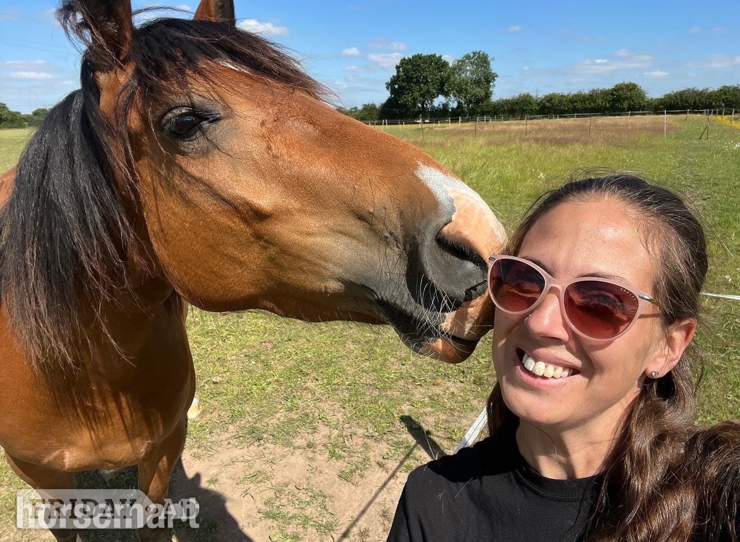 "Marty" Bay Gelding All Rounder - Horses in Cannock