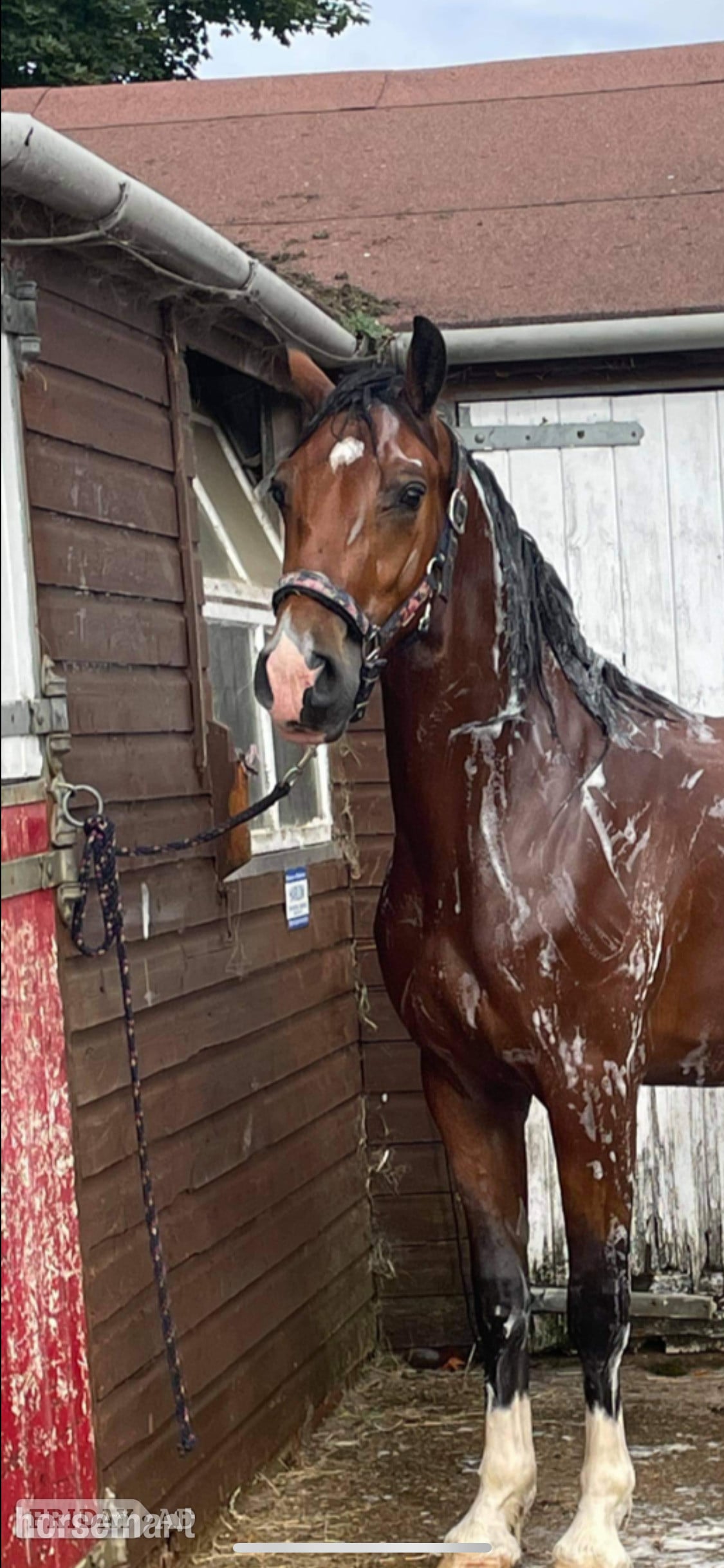 "Marty" Bay Gelding All Rounder - Horses