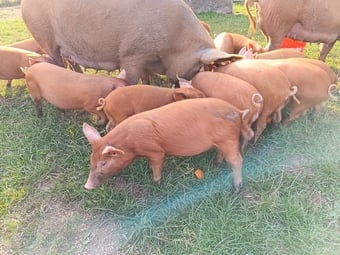Tamworth growers ready to re-home 