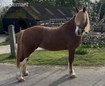 "Fleur " Chestnut Mare Cob/Heavy Horse