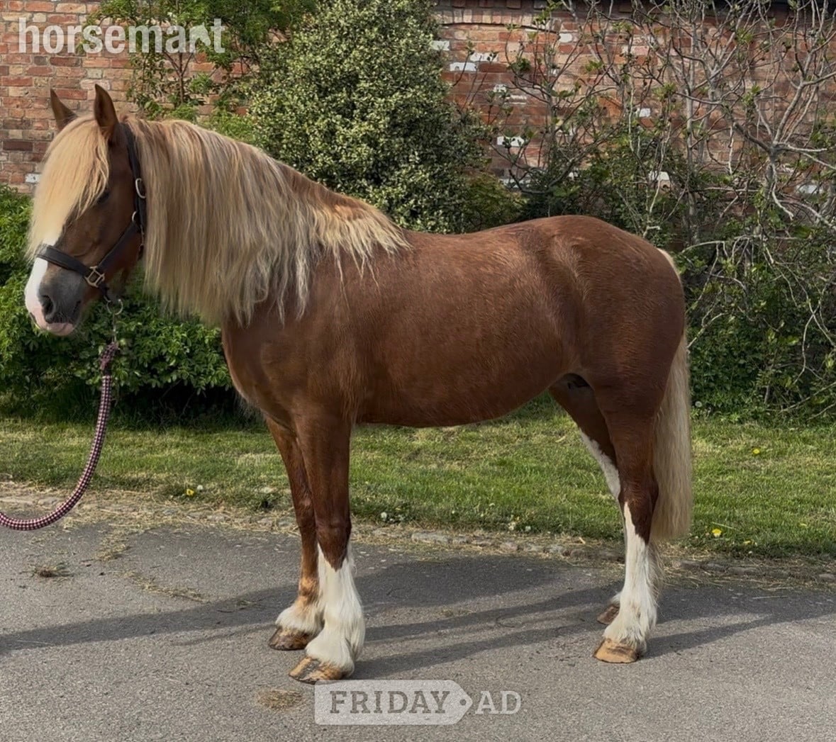 "Fleur " Chestnut Mare Cob/Heavy Horse