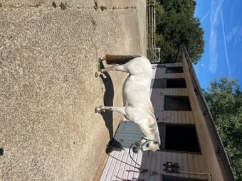 11.2 Grey Mare Field Companion