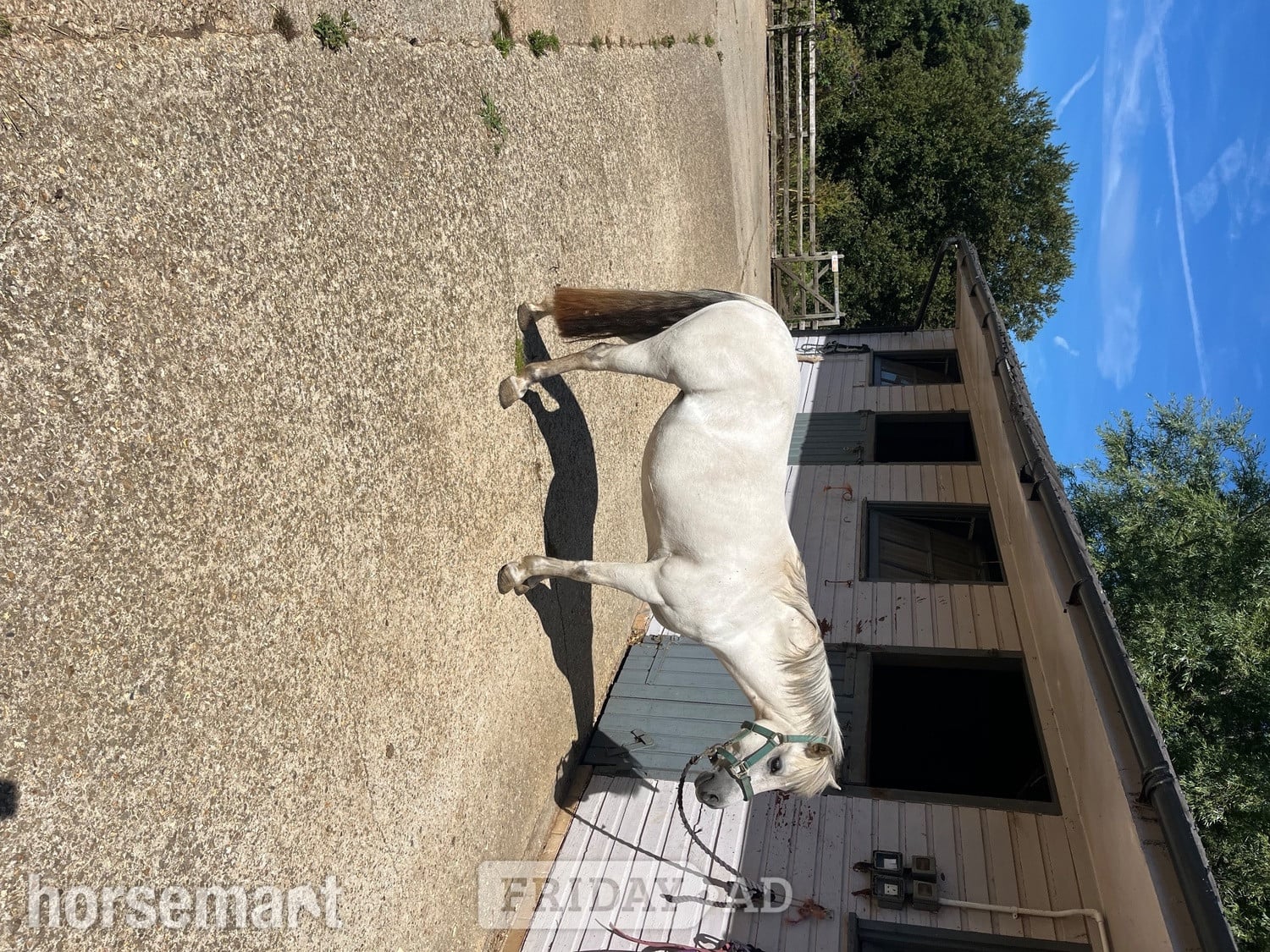 11.2 Grey Mare Field Companion in Bridport
