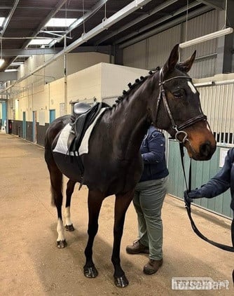 Ex racer companion or project full loan in Attleborough