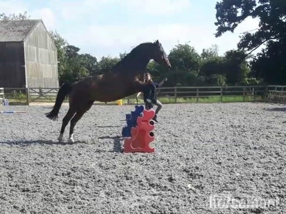 Ex racer companion or project full loan