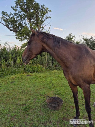Attleborough Ex racer companion or project full loan