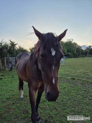 Ex racer companion or project full loan - Horses in Attleborough