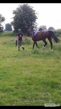Ex racer companion or project full loan - Horses