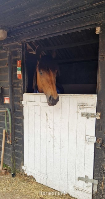 "Alice " Bay Mare All Rounder